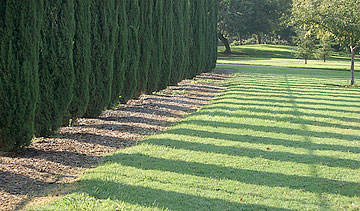 Photo: Row of junipers and lawn at park