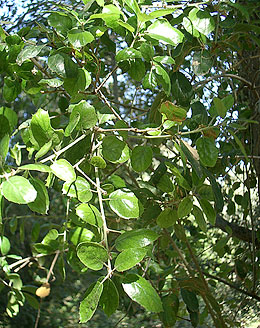 Photo: Quercus agrifolia var. oxyadenia