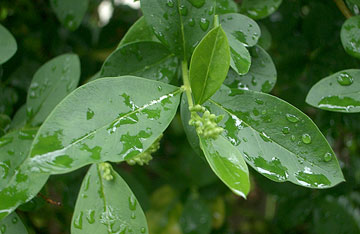 Photo: Close-up of Ligustrum ovalifolium, wet leaves