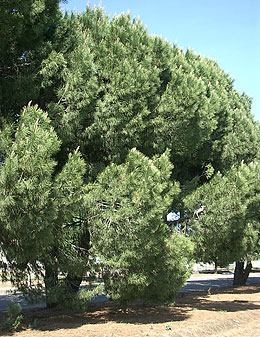 Photo: Pinus pinea