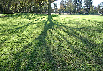 Photo: Shadow of tree branches on lawn at park