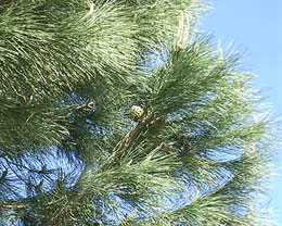 Photo: Close-up of Pinus pinea