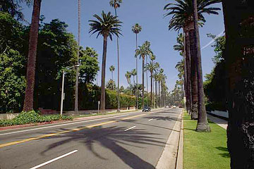 Photo: Los Angeles street lined with palm trees