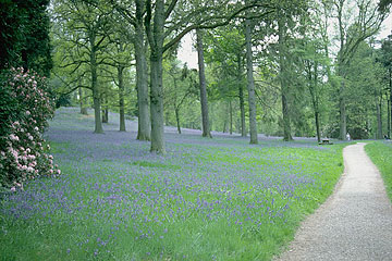 Photo: Woodsy park with blue flowers