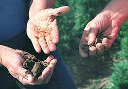 Photo: Three hands (two guys), doing a 'feel' test of soil's texture