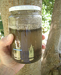 Photo: Close-up of water with soil in jar