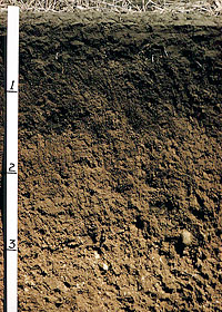 Photo: Tape measure and wall of soil pit