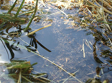 Photo: Close-up of raindrops landing on pool of water over soil (from Nova)