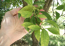 Photo: Hand and leaves on orange tree; the leaves are chlorotic