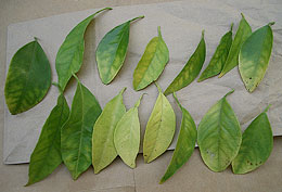 Photo: Leaves spread out on paper to dry
