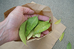 Photo: Hand placing leaves into sampling bag