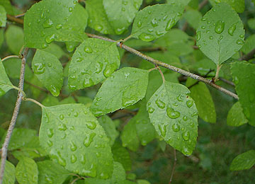 Photo: ECU wet leaves of birch tree