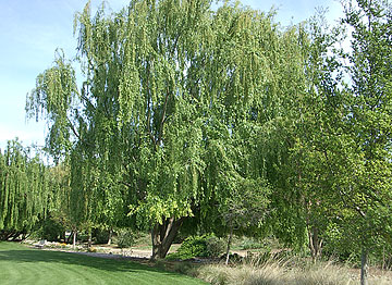 Photo: Landscape — weeping willow and other plants