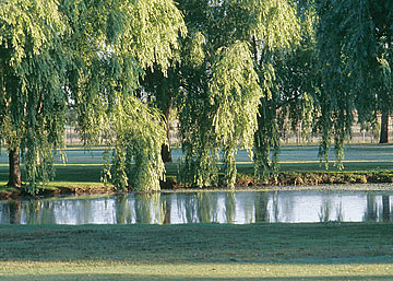 Photo: Pond on golf course