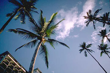 Photo: Palm trees against backdrop of sky