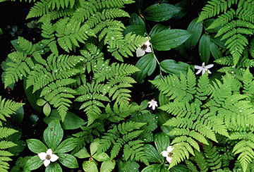 Photo: Ferns and other plants