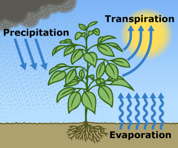 Graphic: Side view of a plant in the ground, with arrows depicting gain of water from precipitation and losses of water to evaporation and transpiration