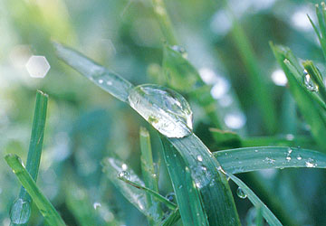 Photo: Extreme close-up of turf grass bearing water droplets