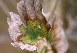 Photo: Plant exhibiting symptoms of being affected by salt