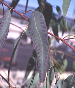 Photo: Plant injured by excessive boron