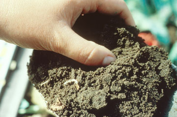 Photo: Sandy soil