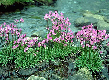 Photo: Close-up of flowers and rocks in the middle of a small brook