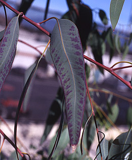 Photo: Close-up of boron-damaged eucalyptus leaves