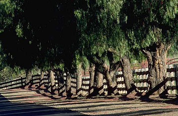 Photo: Row of trees