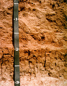 Photo: Soil profile representing the San Joaquin soil series. Note clay pan at the 3-foot soil depth