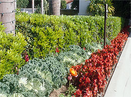 Photo: Shrubs and flowering plants in raised bed near a building