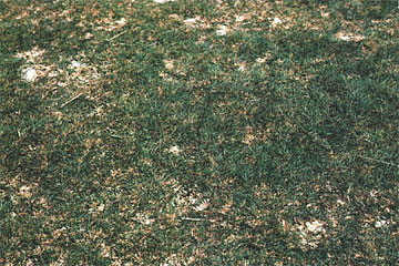 Photo: Turfgrass not surviving well (spotty). Visible accumulation of salt on the surface of the soil