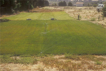 Photo: Turf in the background was irrigated with potable water; Turf in the foreground was irrigated with recycled water