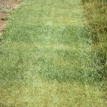 Photo: Kentucky Bluegrass which exhibits chlorosis