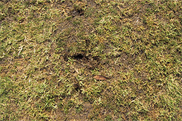 Photo: Bermudagrass fairway at the Victoria Golf Course exhibits signs of damage (close-up view)