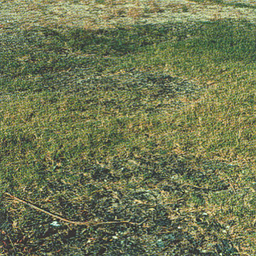 Photo: Turfgrass severely damaged in the area covered by a black organic mat