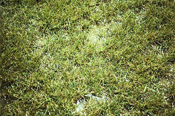 Photo: Close up of injured turfgrass