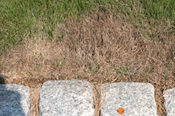 Photo: Browning of grass at edge of lawn
