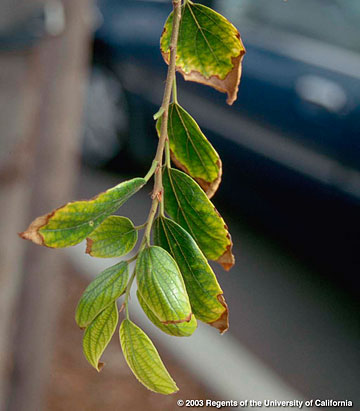 Photo: Necrosis of tips and margins of older leaves on European hackberry