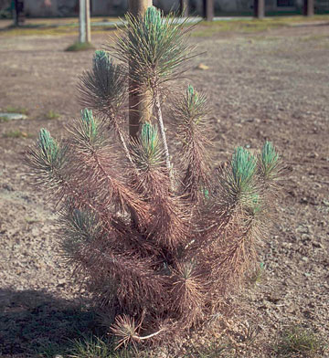 Photo: Older needles of this newly-planted conifer are necrotic