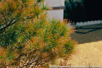 Photo: Tips of needles on this conifer exhibit reddish 'burns'