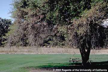 Photo: Necrosis and defoliation of lower branches of this coast live oak