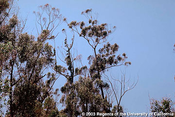 Photo: Defoliation and necrosis of the top branches in sugar gum