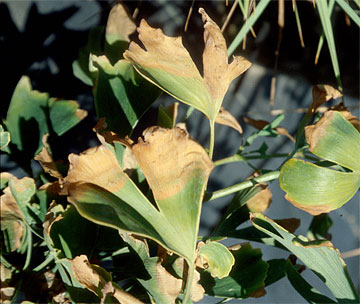 Photo: Necrotic leaves on spray-irrigated Ginkgo biloba