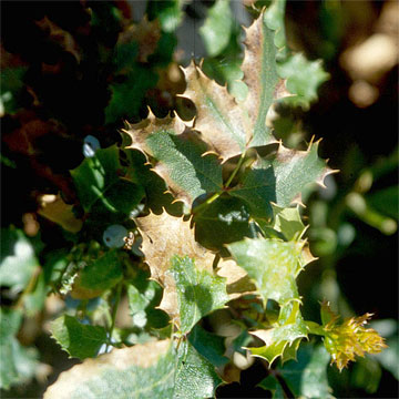Photo: Burned leaf margins on spray-irrigated California holly grape