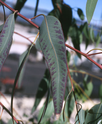 Photo: Incipient reddish discoloration on Eucalyptus camendulensis
