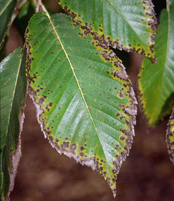 Photo: Dark necrotic leaf margins on white mulberry