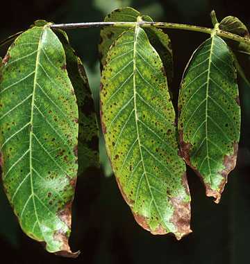Photo: Browning of margins and interveinal tissues on leaves of walnut tree