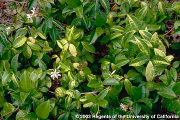 Photo: Chlorosis of growing tips on star jasmine