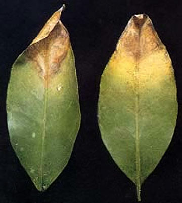 Photo: Yellowing and 'burning' on tips of leaves