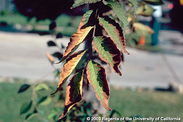 Photo: Burned leaf margins on growing tips of Zelkova serrata